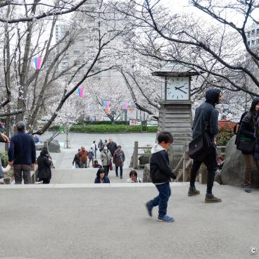 Asukayama Park, Under the cherry trees 3