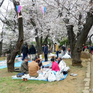 Asukayama Park, Visitors having lunch under the cherry trees 2