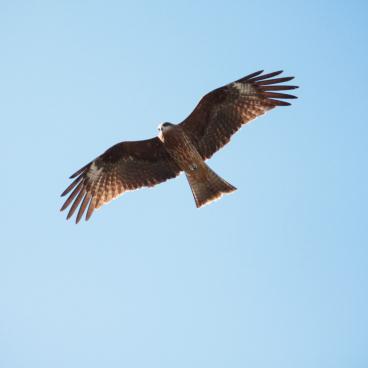 Hase-dera (Kamakura), Hawk