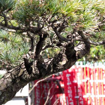 Hase-dera (Kamakura), Inari-sha small shrine 2
