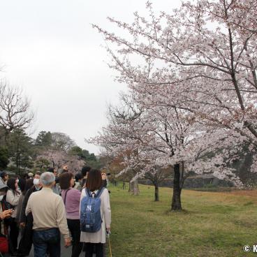 Inui-dori, Visitors taking pictures of the sakura