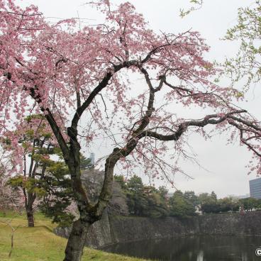 Inui-dori, Blooming cherry trees