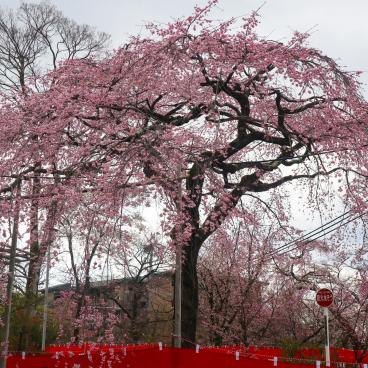 Hirano-jinja, Blooming cherry trees between March and April 3