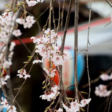 Hirano-jinja, Blooming cherry trees between March and April 4