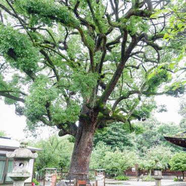 Hirano-jinja (Kyoto), Great sacred tree