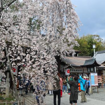 Hirano-jinja, Blooming cherry trees between March and April