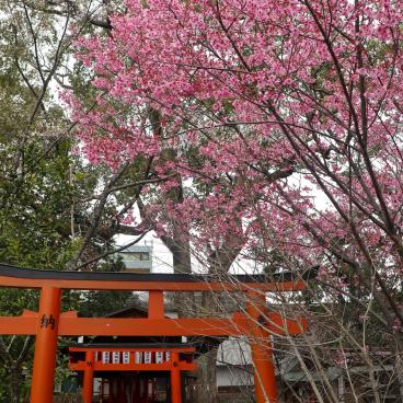 Hirano-jinja, Blooming cherry trees between March and April 2