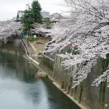 Shakujii-gawa (Tokyo), Otonashi Momiji Ryokuchi Park (Otonashi Momiji Green Park)