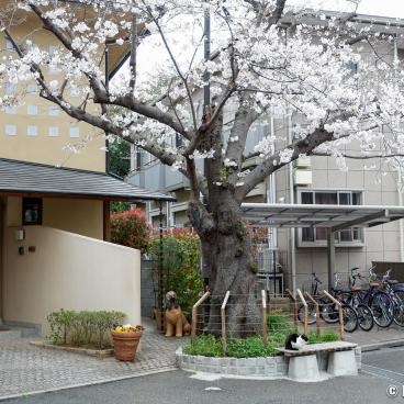 Shakujii-gawa (Tokyo), Residential neighborhood