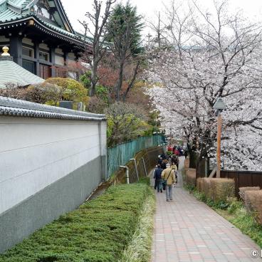Shakujii-gawa (Tokyo), Walking path on the river bank