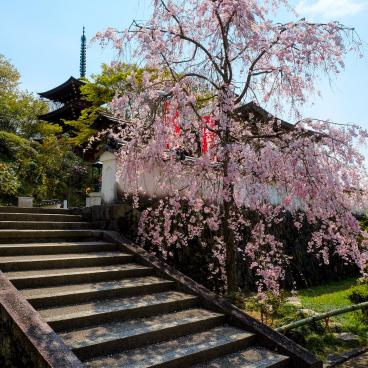 Oka-dera (Asuka), Stone stairway in spring 2