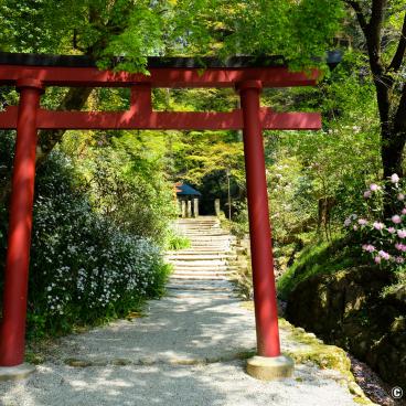 Oka-dera (Asuka), Temple's grounds in spring and Shinto torii