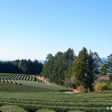 Fuji City (Shizuoka), Obuchi Sasaba tea plantations