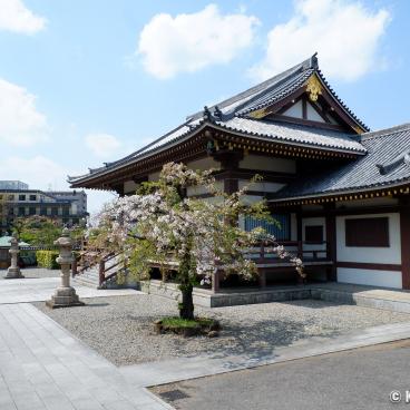 Hana Matsuri in Nishiarai Daishi temple (Tokyo), Komyo-den pavilion