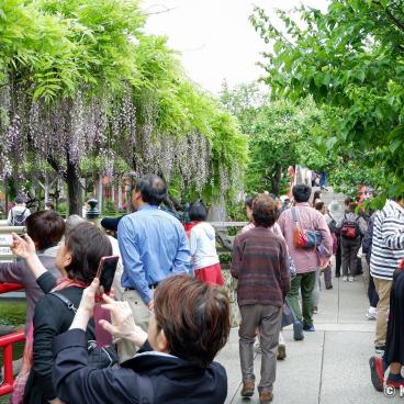 Blooming wisterias on Hira-bashi Bridge in Kameido Tenjin shrine (Tokyo)