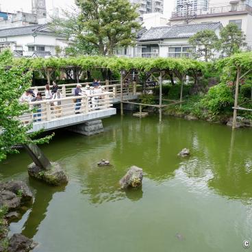 View on the wisteria trellis in Kameido Tenjin shrine (Tokyo)