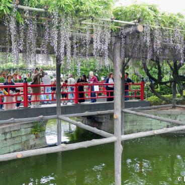 Hira-bashi Bridge and blooming wisterias in Kameido Tenjin shrine (Tokyo)