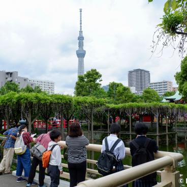 View on Tokyo SkyTree from Kameido Tenjin shrine