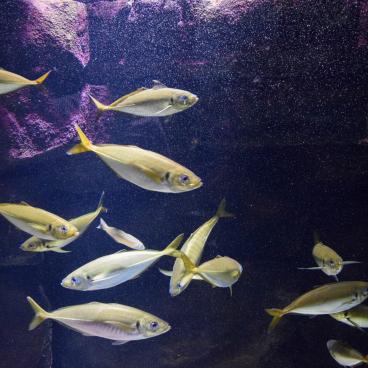 Kamo Kurage Aquarium (Tsuruoka), Exotic fishes