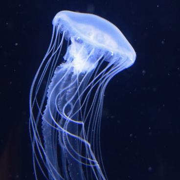 Kamo Kurage Aquarium (Tsuruoka), Jellyfish 6