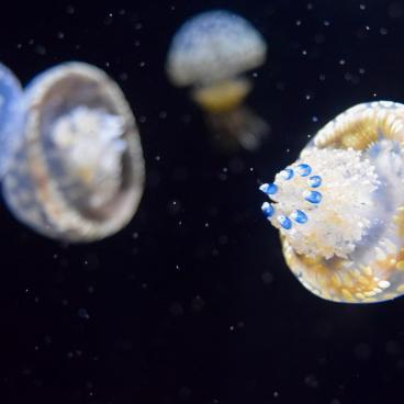 Kamo Kurage Aquarium (Tsuruoka), Jellyfish 7