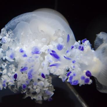 Kamo Kurage Aquarium (Tsuruoka), Jellyfish 8