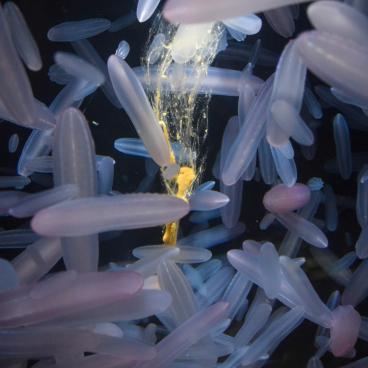 Kamo Kurage Aquarium (Tsuruoka), Jellyfish 9