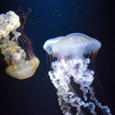 Kamo Kurage Aquarium (Tsuruoka), Jellyfish