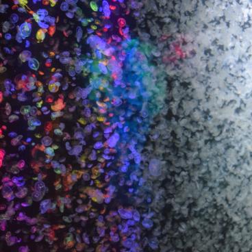 Kamo Kurage Aquarium (Tsuruoka), Jellyfish 10