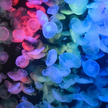 Kamo Kurage Aquarium (Tsuruoka), Jellyfish 11