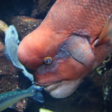 Kamo Kurage Aquarium (Tsuruoka), Exotic fishes 2