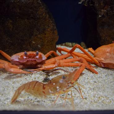 Kamo Kurage Aquarium (Tsuruoka), Crabs and crayfish