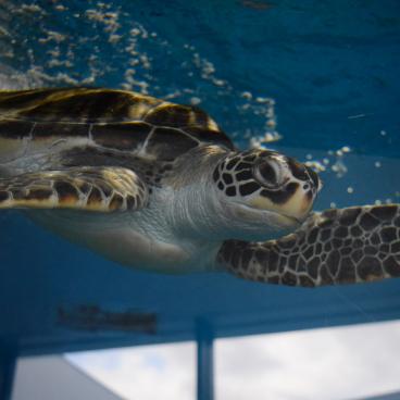 Kamo Kurage Aquarium (Tsuruoka), Sea turtle