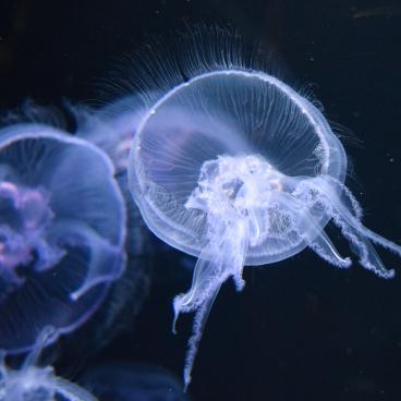 Kamo Kurage Aquarium (Tsuruoka), Jellyfish 2