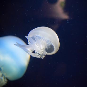 Kamo Kurage Aquarium (Tsuruoka), Jellyfish 3