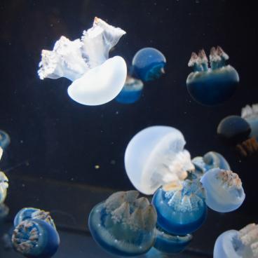 Kamo Kurage Aquarium (Tsuruoka), Jellyfish 4