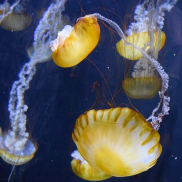 Kamo Kurage Aquarium (Tsuruoka), Jellyfish 5
