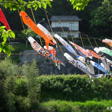 Matsue (Shimane), koi nobori kites floatting for the Boys' day in early May in Japan
