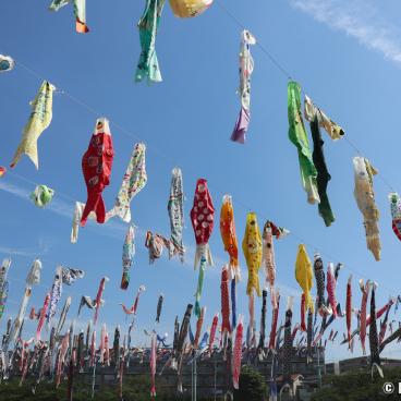 Takatsuki (Osaka), koi nobori kites above Akuta River in Akutagawa Sakurazutsumi Park 10