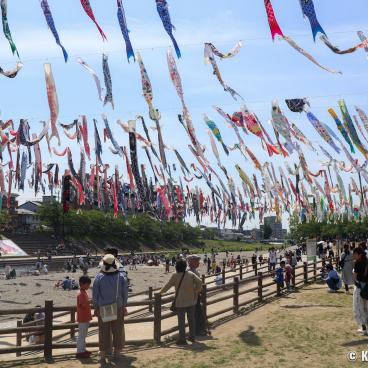 Takatsuki (Osaka), koi nobori kites above Akuta River in Akutagawa Sakurazutsumi Park 6