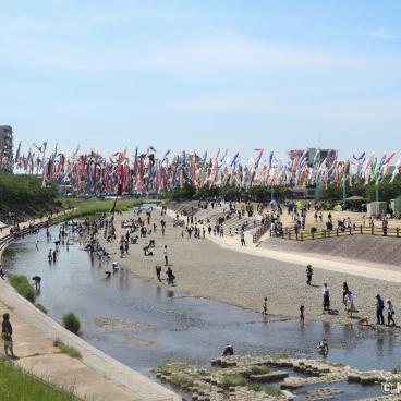Takatsuki (Osaka), koi nobori kites above Akuta River in Akutagawa Sakurazutsumi Park 2