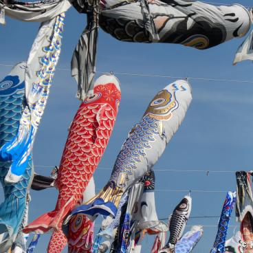 Takatsuki (Osaka), koi nobori kites above Akuta River in Akutagawa Sakurazutsumi Park 9