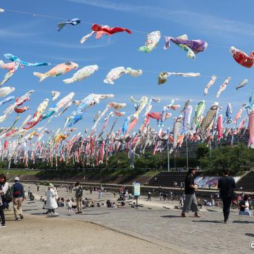 Takatsuki (Osaka), koi nobori kites above Akuta River in Akutagawa Sakurazutsumi Park