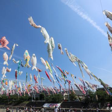 Takatsuki (Osaka), koi nobori kites above Akuta River in Akutagawa Sakurazutsumi Park 3