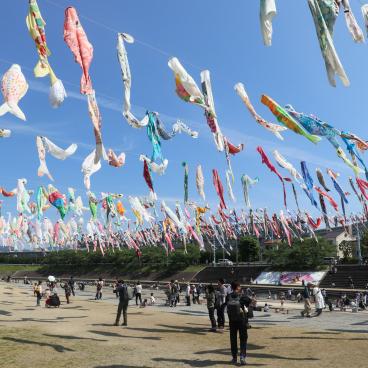 Takatsuki (Osaka), koi nobori kites above Akuta River in Akutagawa Sakurazutsumi Park 4