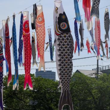 Takatsuki (Osaka), koi nobori kites above Akuta River in Akutagawa Sakurazutsumi Park 5