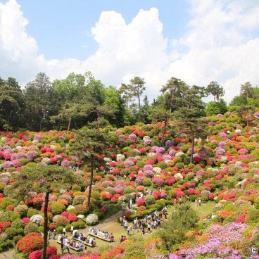 Shiofune Kannon-ji (Ome), View on the temple's azaleas in late April