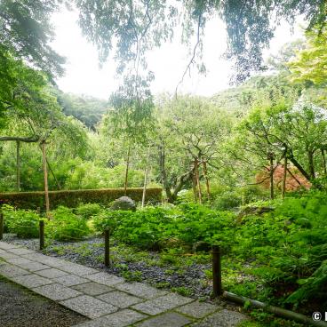 Zuisen-ji (Kamakura), Cultivated plots