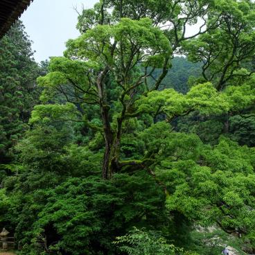 Shoshazan Engyo-ji, Vegetation surrounding the temple's pavilions