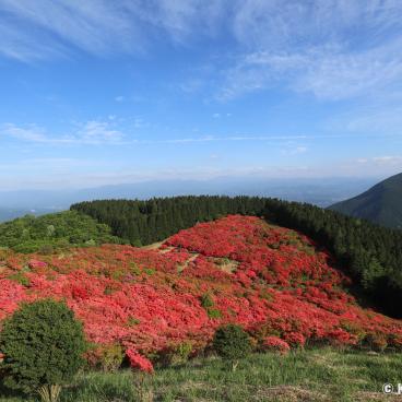 Mount Yamato-Katsuragi-san (Nara), View on the azaleas 3